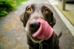 Hund